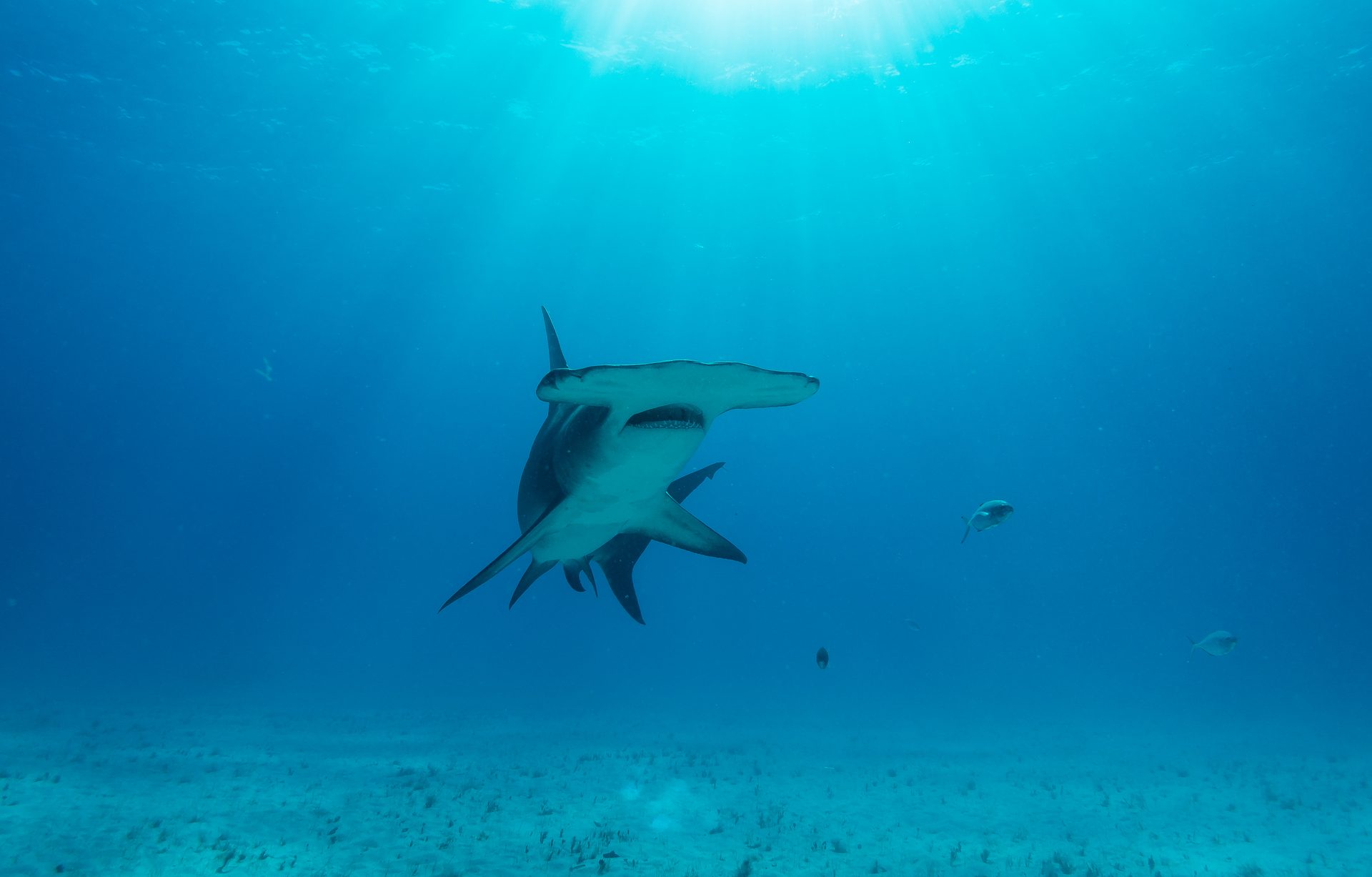 Great hammerhead shark, Bimini, Bahamas