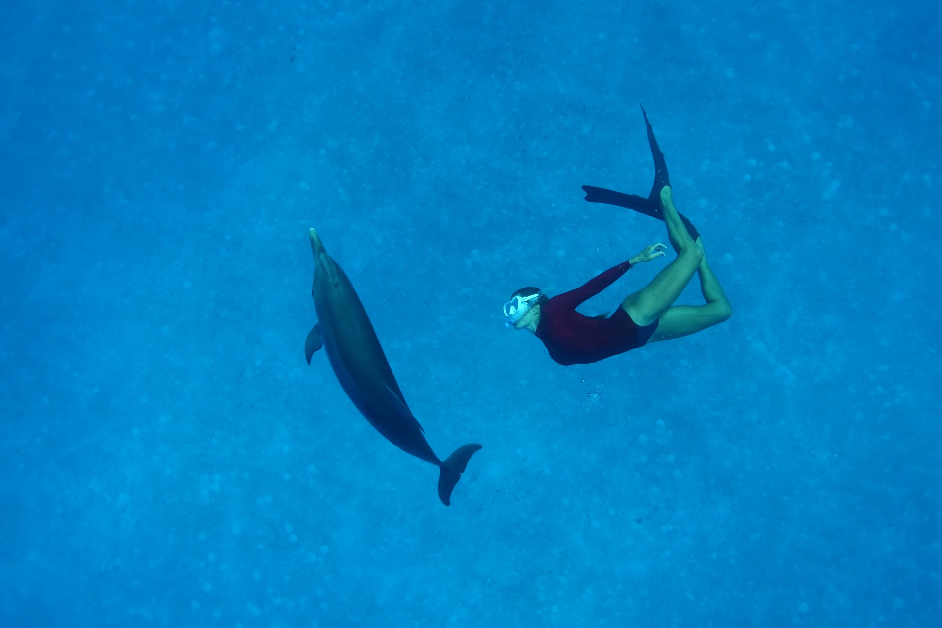 Freediver with Atlantic spotted dolphin, Bimini, Bahamas