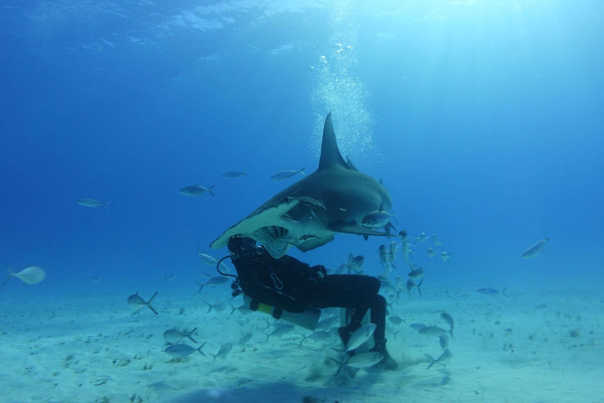 Great hammerhead shark with diver and baitfish, Bimini, Bahamas