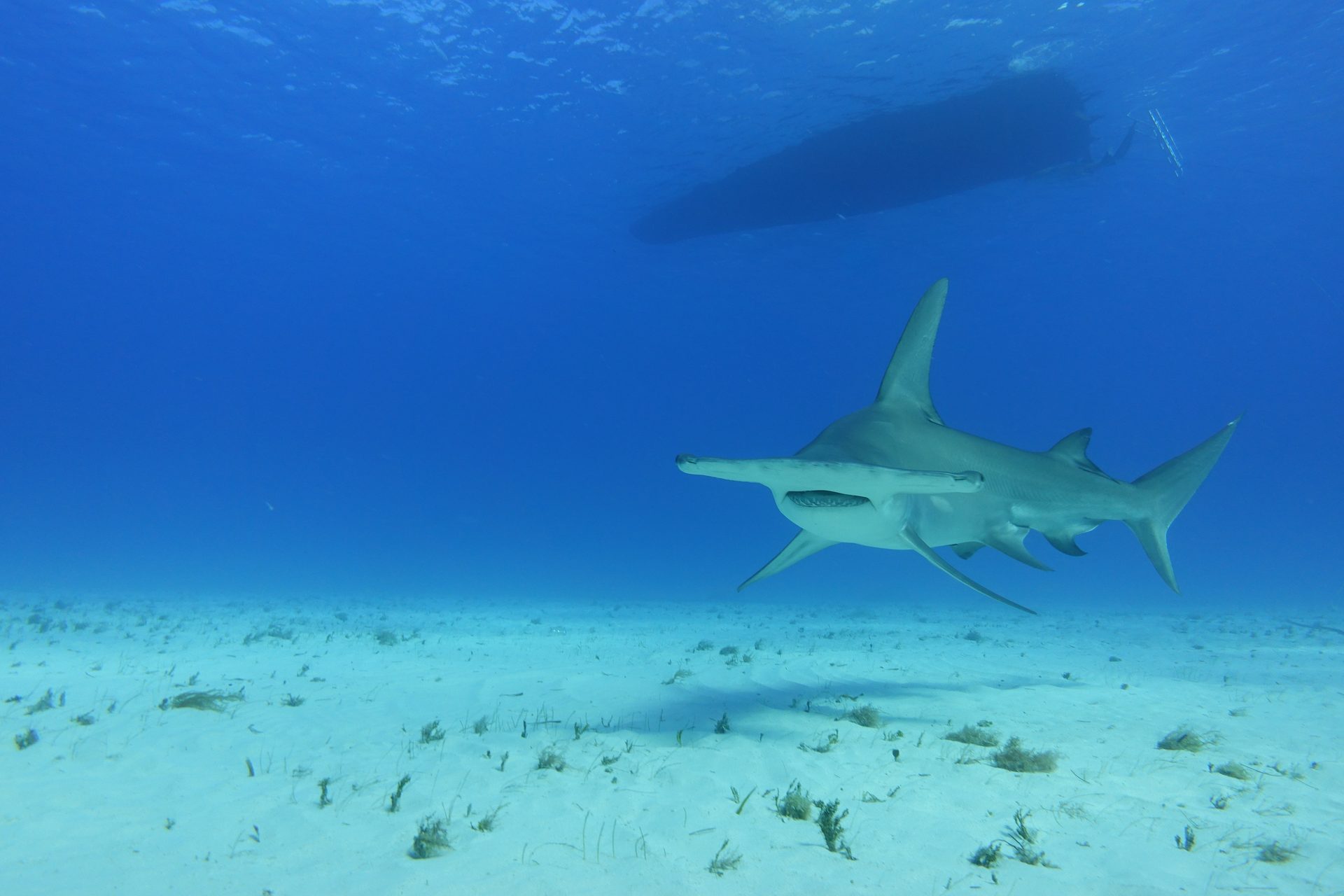 Great hammerhead shark beneath the boat, Bimini, Bahamas