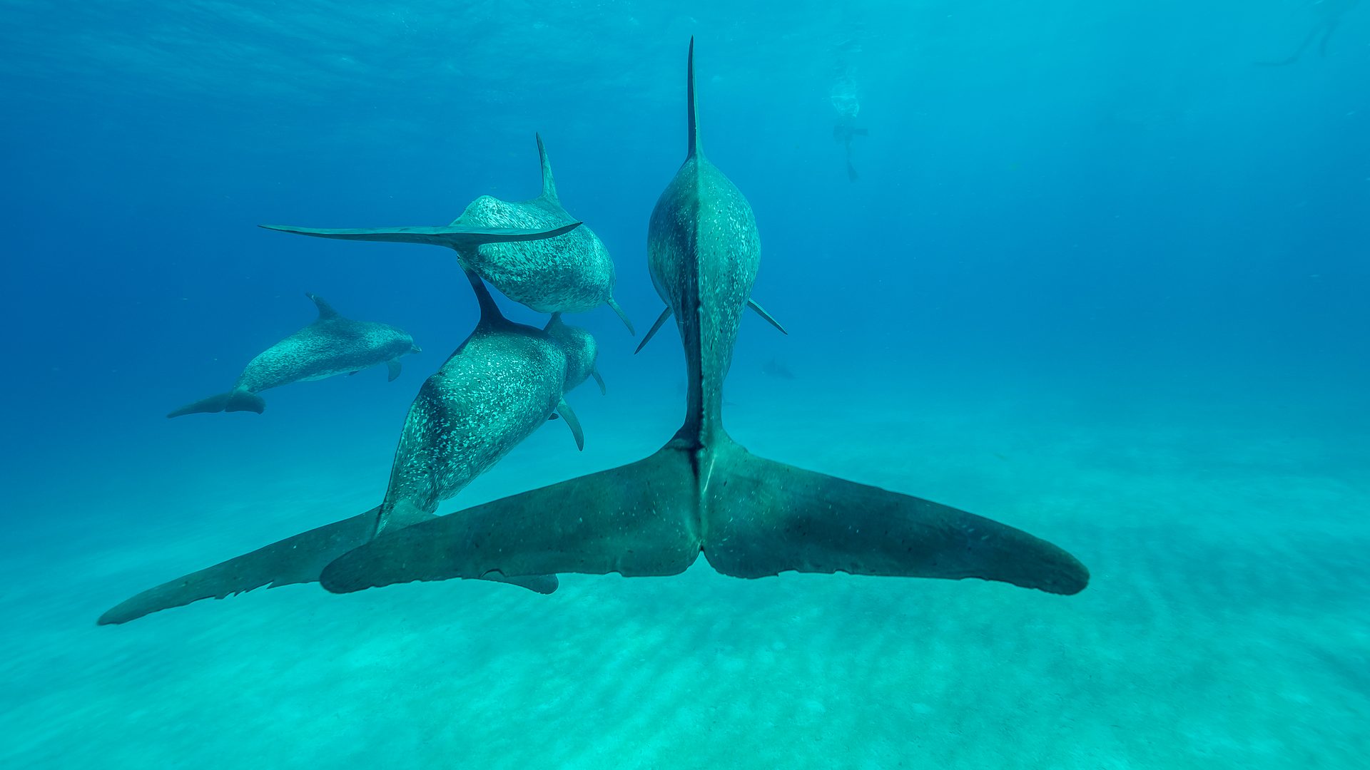 Pod of Atlantic spotted dolphins, Bimini, Bahamas