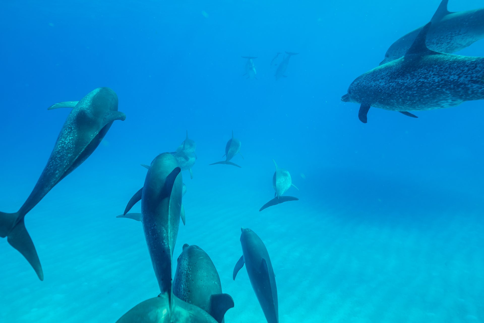 Pod of Atlantic spotted dolphins, Bimini, Bahamas